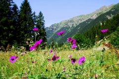 elevit_27