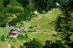 avusor_4