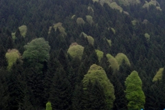 ayder_16