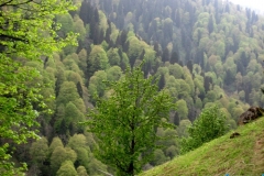 ayder_22