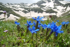 cicekli_10