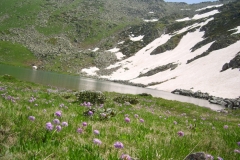 cicekli_11