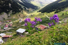 Rize Elevit Yaylası